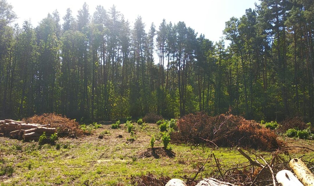 Діяльність лісового господарства включено до планової перевірки